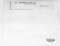 Trichoderma citrinum image